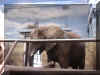 Elephant2.jpg (45308 bytes)