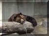 brown bear.jpg (63078 bytes)