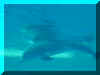 dolphin3.jpg (24872 bytes)