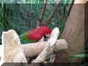 parrot2.jpg (86524 bytes)