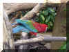 parrot.jpg (78909 bytes)