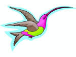 hummingbird image, small version