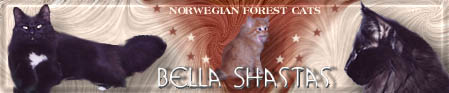 Welcome to Bella Shastas Norwegian Forest Cats in Canada