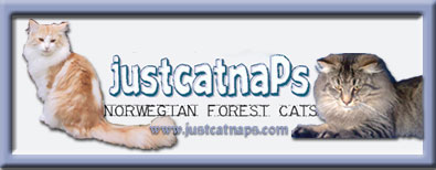 Welcome to visit a Northern Swedish cattery of Norwegian Forestcats