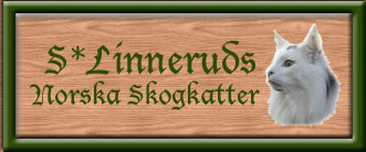 Welcome to visit S*Linneruds Norwegian Forest Cats