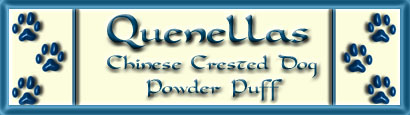 Welcome to visit Quenellas, breeder of Chinese Crested Dog Powder Puff. We have puppies for sale!