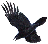 ravenwingR.gif