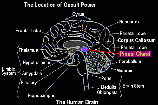 Image result for pineal gland brain diagram