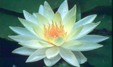 lotus picture