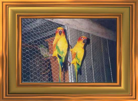 SUN CONURES  (note the green Quaker in the back ground)