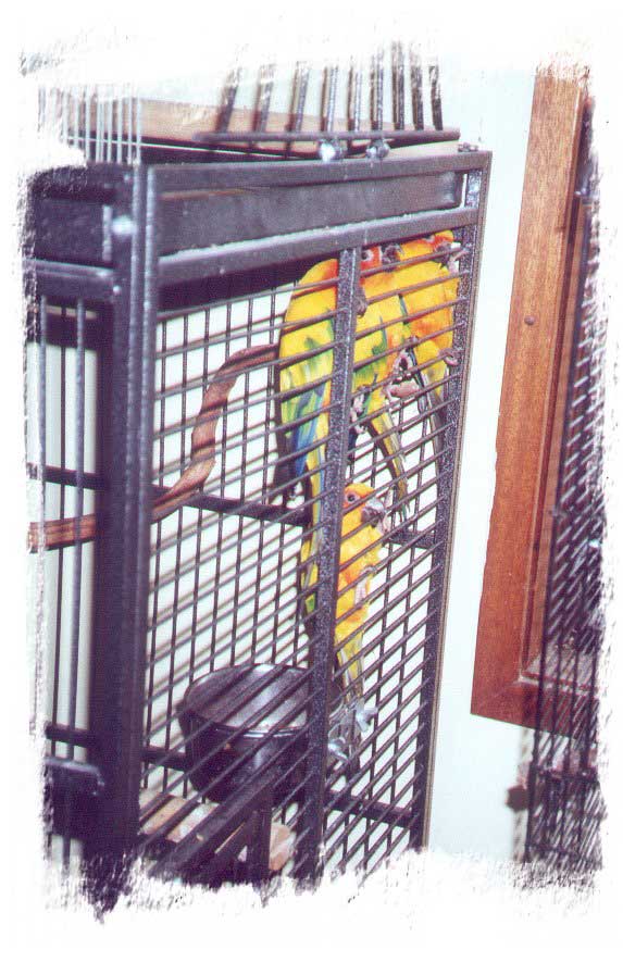 Sun conures waiting for their new Suspendeds