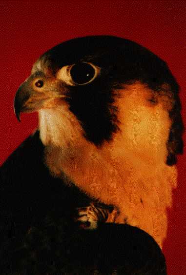 Soaring Falcons. Click to hear the falcon's call