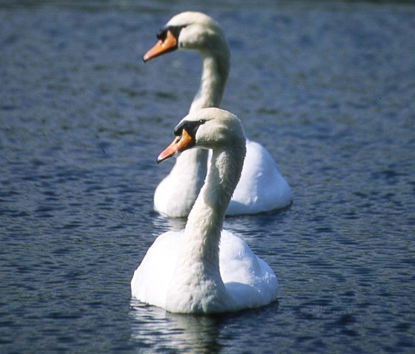 Swans at Wollaton Park