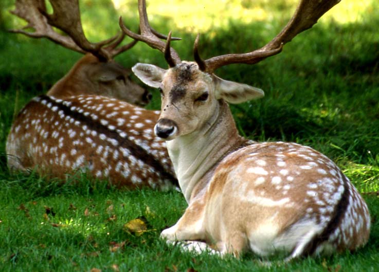 Deer at Wollaton Park