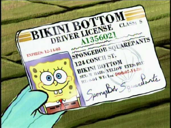 spongebob license