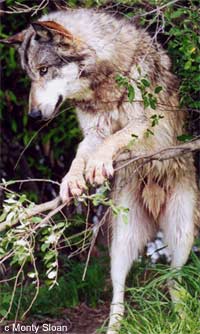 Wolf on Branch