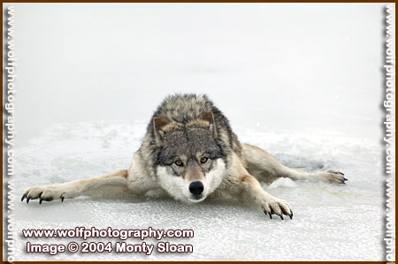 Wolf on ice