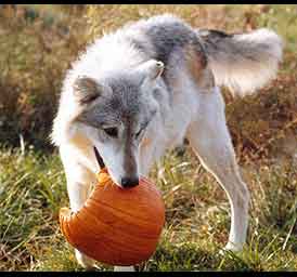 Wolf with pumpkin
