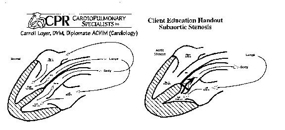 image: Canine Heart With Stenosis