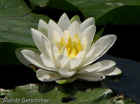 The White Waterlily