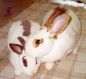 adoptable bunny #1