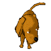 browndog