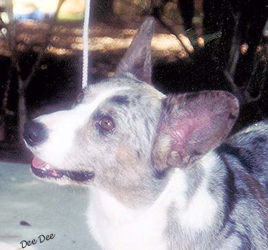 deedeehead.jpg (26837 bytes)