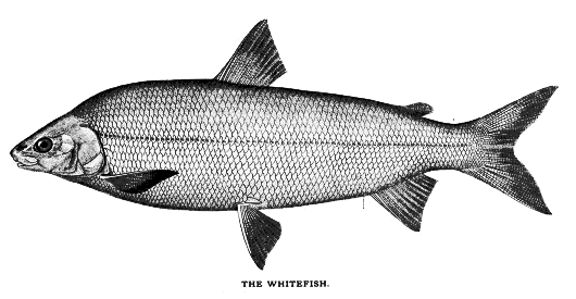 Whitefish Drawing