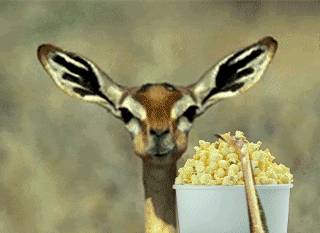 Image result for goat eatting popcorn