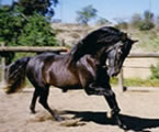 Black Horse WONDERFUL!!!