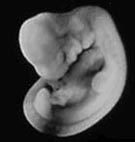 embryo A