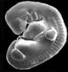 embryo B