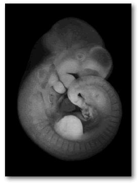 embryo C