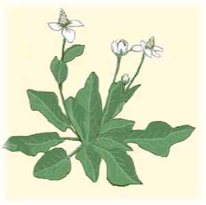 Yerba Mansa Herb
