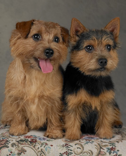 Small Terrier Breeds on Breed Origins In The 1880 S  A Working Terrier Of East Anglia  England