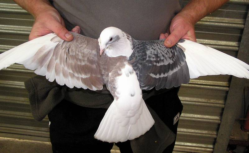 Roller Pigeon Color Chart