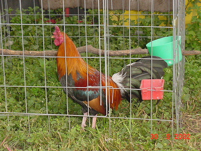 lo que podriamos decir es un Round head o cabeza redonda, son animales que pelean en el aire