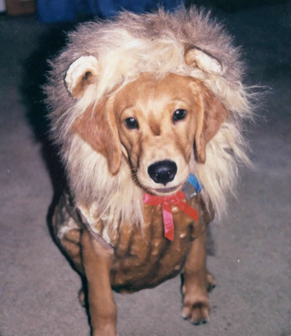 Toby as a puppy in a lion costume