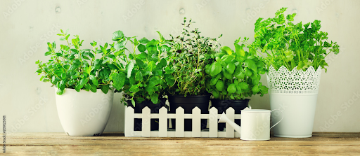 The 5 Best Herbs for Kitchen Container Gardening