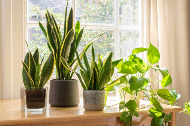Best Plants Indoor