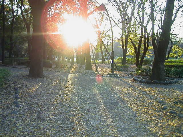 Sun breaks through the ginkgo trees, in Ueno Park