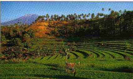 Paddyfields at the Gunung Agung Vulkan
