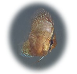 BUTTERFLY DISCUS