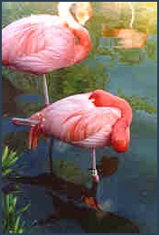 flamingos during visit to SeaWorld Orlando