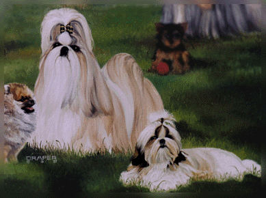 Painting of a Shi Tzu and Puppy   &copy1999 Linda Draper