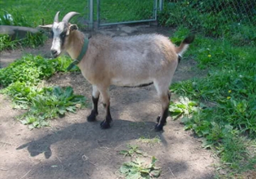 Pygmy Goat Gestation Chart