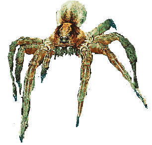 spider3.gif (13194 bytes)