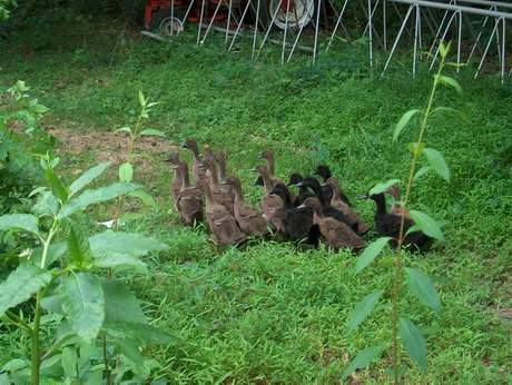 Ducks and Chickens page