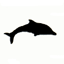 Pacific Dolphin