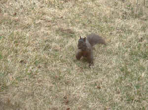 blacksquirrel.jpg (315305 bytes)
